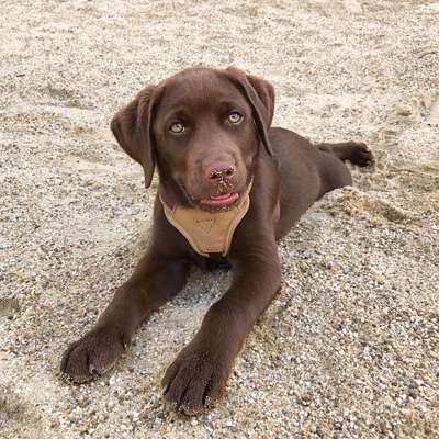 Dein Hund im Dogorama-Kalender 2021-Beitrag-Bild