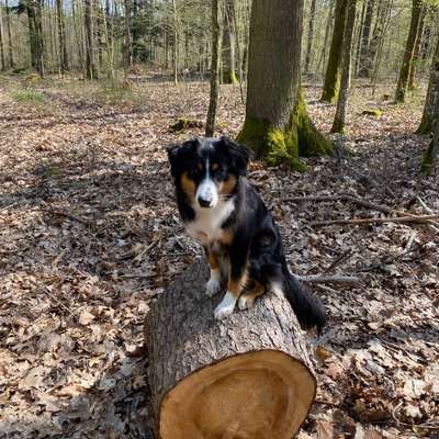 Hundetreffen-Spielen, Gassi oder zusammen Trainieren-Bild