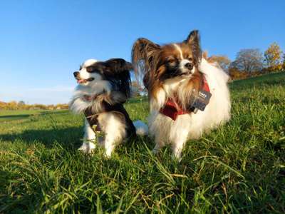 Hundetreffen-Hundespaziergang in Stuttgart-Bild