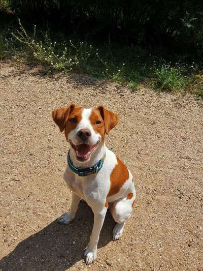 Mischlingshunde Foto Aufruf-Beitrag-Bild