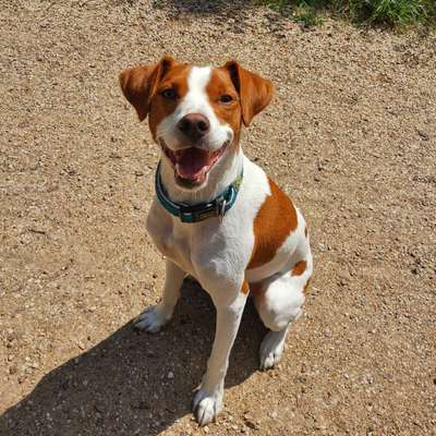 Mischlingshunde Foto Aufruf-Beitrag-Bild