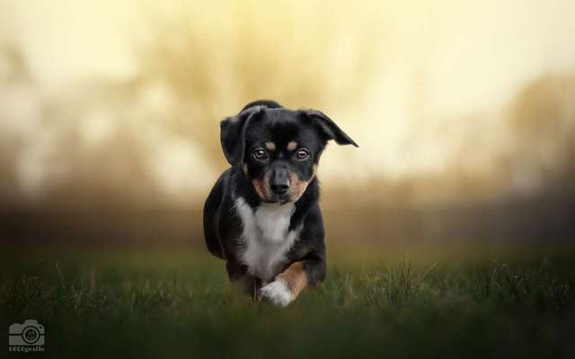 %{de_profession_title}-Welpenpaket-Bild