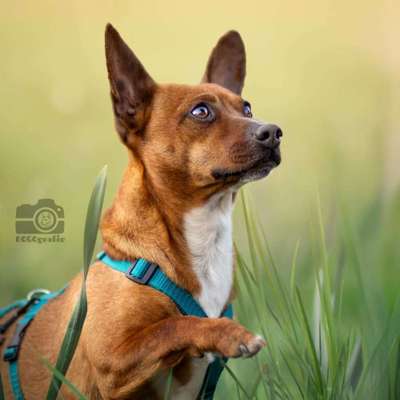 %{de_profession_title}-Tierschutz-Angebot-Bild