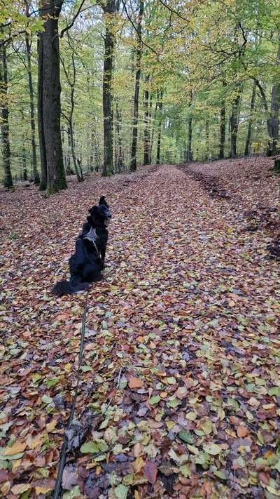 Hundeauslaufgebiet-Tiefenbachpfad-Bild