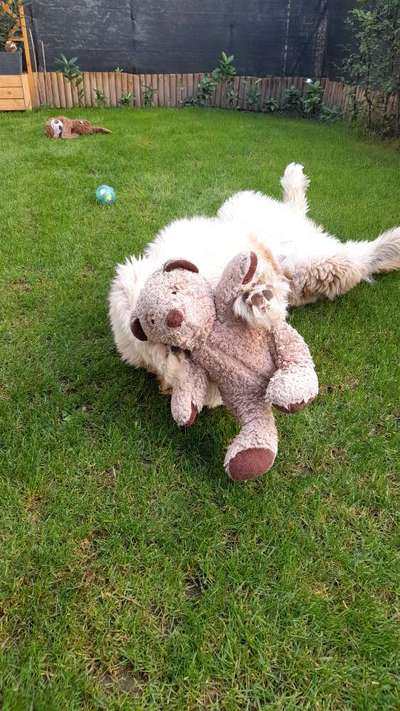 Zeige den lustigsten Blick deines Hundes-Beitrag-Bild