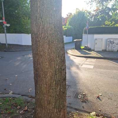 Giftköder-Blaue Kugeln-Bild