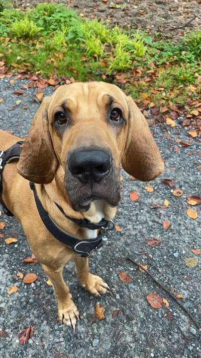 Hundetreffen-Gemeinsames trainieren und spielen lassen-Bild