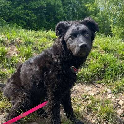 Hundetreffen-Gassi gehen und spielen :))-Bild