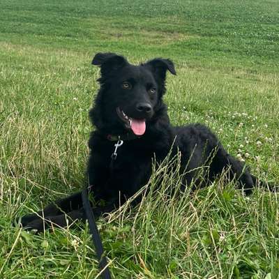 Hundetreffen-Gassi gehen und spielen :))-Bild