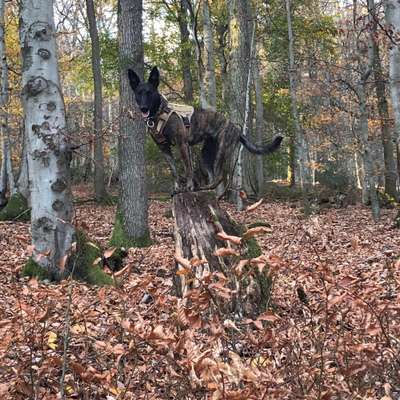 Hundetreffen-Hundebegegnungen trainieren-Bild