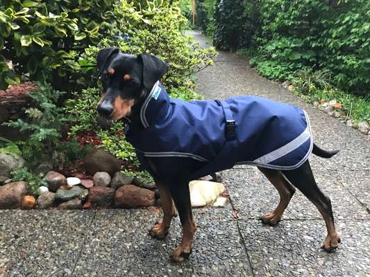 Liebhaber des Deutschen Pinscher gesucht.-Beitrag-Bild