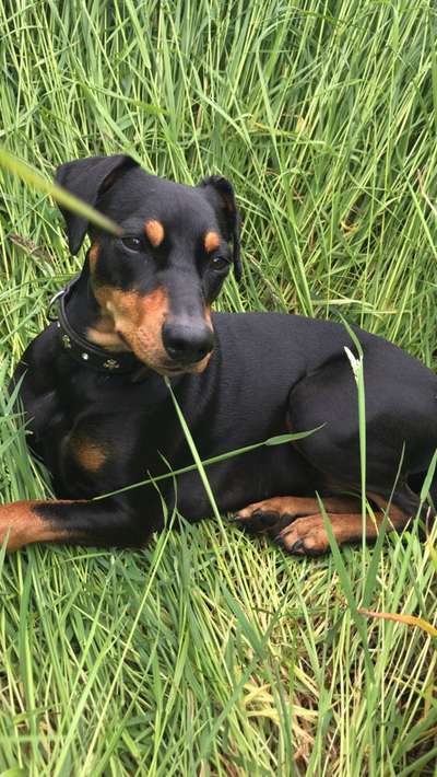 Gibt es noch weitere Rehpinscher oder Pinscher hier?-Beitrag-Bild