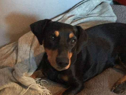 Liebhaber des Deutschen Pinscher gesucht.-Beitrag-Bild