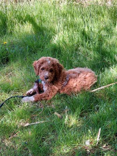 Hundetreffen-Welpen/ Junghundtreffen-Bild