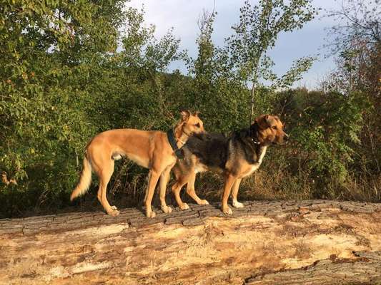 Windhunde - Treffen der besonderen Schönheiten
HERZLICH WILLKOMMEN-Beitrag-Bild
