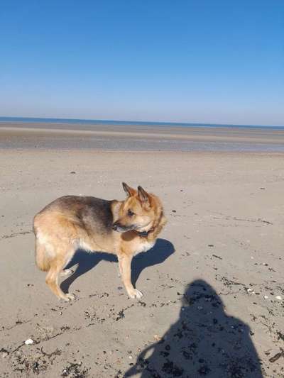 Hundetreffen-ältere Hunde treff-Bild