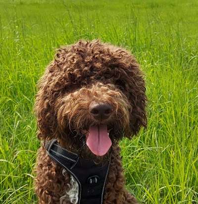 Lagotto Romagnolo Besitzer-Beitrag-Bild