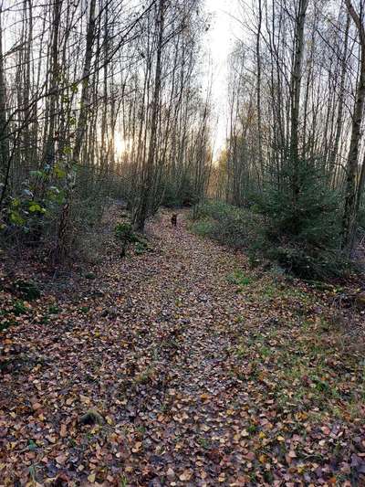 Wald Bild-Beitrag-Bild