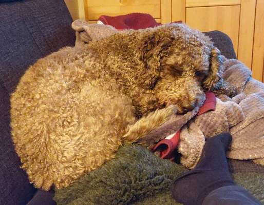 Lagotto Romagnolo Besitzer-Beitrag-Bild