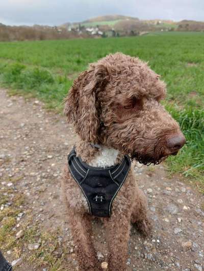 Hundegeschirr-Beitrag-Bild