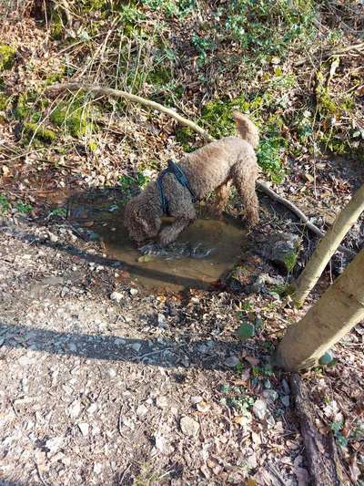 Hundegeschirr-Beitrag-Bild