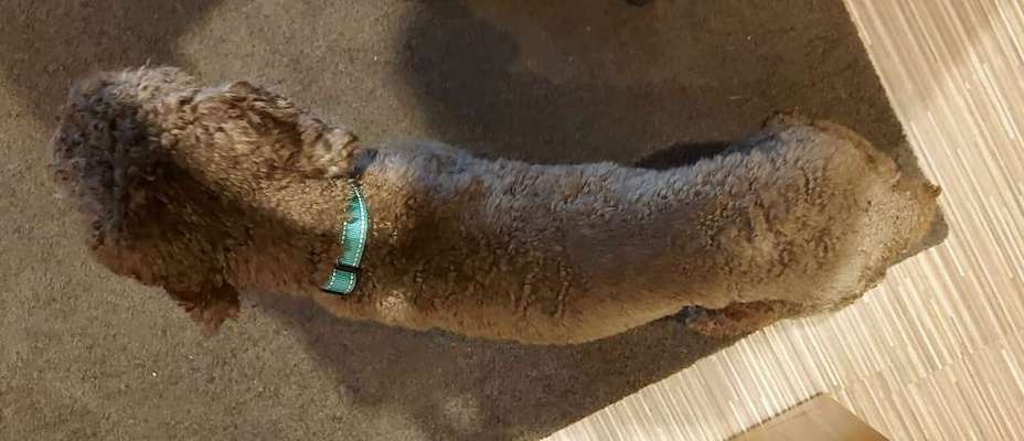 Der Gewichts-Thread-Beitrag-Bild