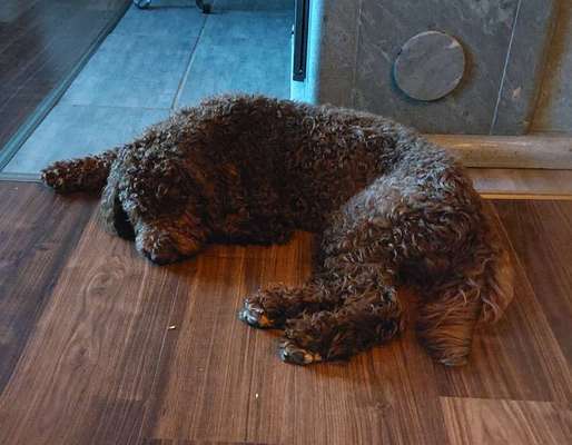 Reinrassige Hunde?-Beitrag-Bild