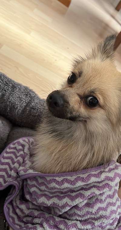 Die lustige Welt der Hunde-Mimik :)-Beitrag-Bild