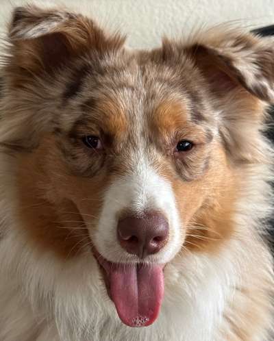 Dogorama Photo Challenge - Details Ganz nah-Beitrag-Bild