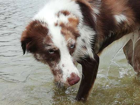 Dogorama-Monats-Challenge-Mai "Wasser"-Beitrag-Bild