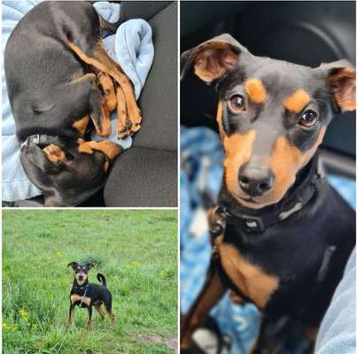 Hundetreffen-Gassirunden und Abenteuer erleben - Nierstein/Oppenheim-Bild