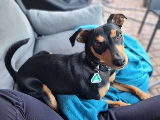 Liebhaber des Deutschen Pinscher gesucht.-Beitrag-Bild