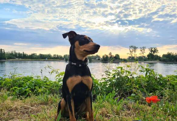 Die Dogorama Monats Challenge "Es grünt und blüht"-Beitrag-Bild