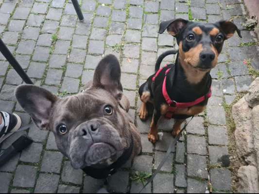 Liebhaber des Deutschen Pinscher gesucht.-Beitrag-Bild