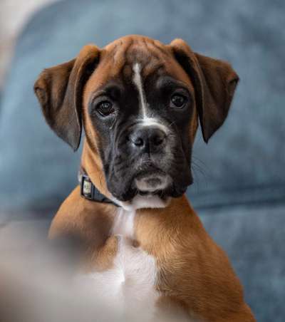 Fotochallange Nr. 57     PORTRÄT.   Beendet!!!!!!!!-Beitrag-Bild