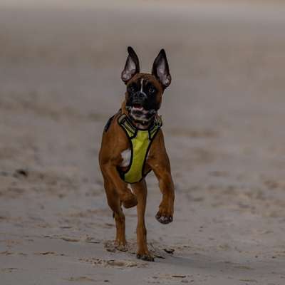 Hundetreffen-Archie sucht Spielkameraden 🐾-Bild