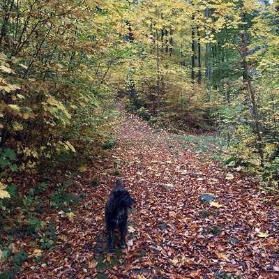 Hundetreffen-Gemeinsame Gassirunde-Bild