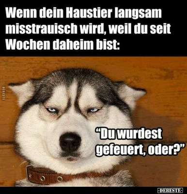 Hunde Memes-Beitrag-Bild