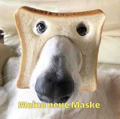 Hunde Memes-Beitrag-Bild