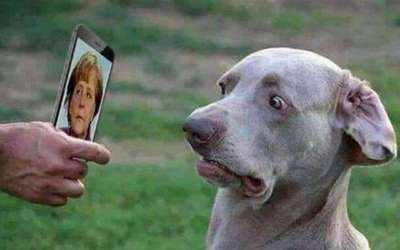 Hunde Memes-Beitrag-Bild