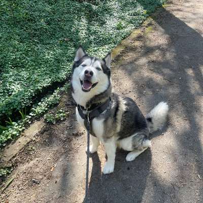 Hundetreffen-(Trainings-) Spaziergänge-Bild