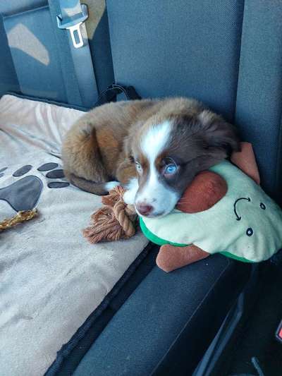 Welpen Bilder !-Beitrag-Bild