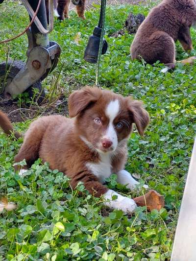 Welpen Bilder !-Beitrag-Bild