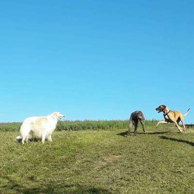 Hundetreffen-Hundetreffen in Ebersbach Weiler. Die Hunde sollen Rennen und spielen-Bild