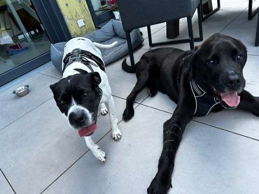 Hundetreffen-Spiel-/Gassikameraden-Bild