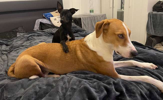 Dogorama Photo Challenge- genervter Blick-Beitrag-Bild