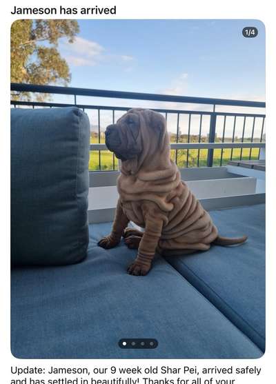 Qualzucht - Warum Aufklärung alleine nicht reicht-Beitrag-Bild