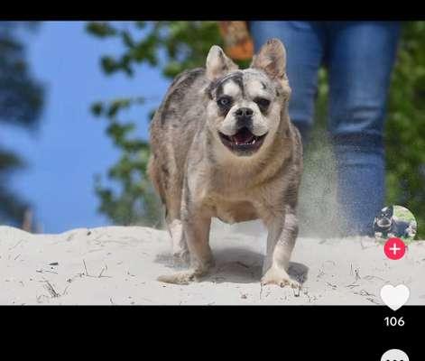 Qualzucht - Warum Aufklärung alleine nicht reicht-Beitrag-Bild