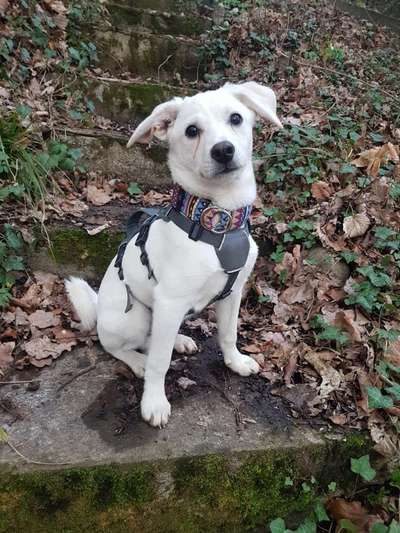 Tierschutzhunde suchen ein Zuhause-Beitrag-Bild