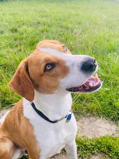 Handy Foto Challange Nr. 46  Happy Dog-Beitrag-Bild